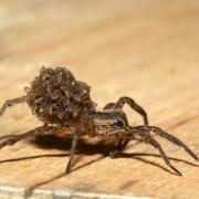 Pardosa sp (femelle et ses petits)