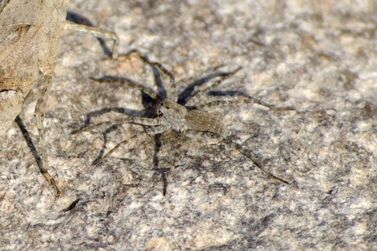 Pardosa wagleri (Hahn, 1822) - Pardose de Wagler