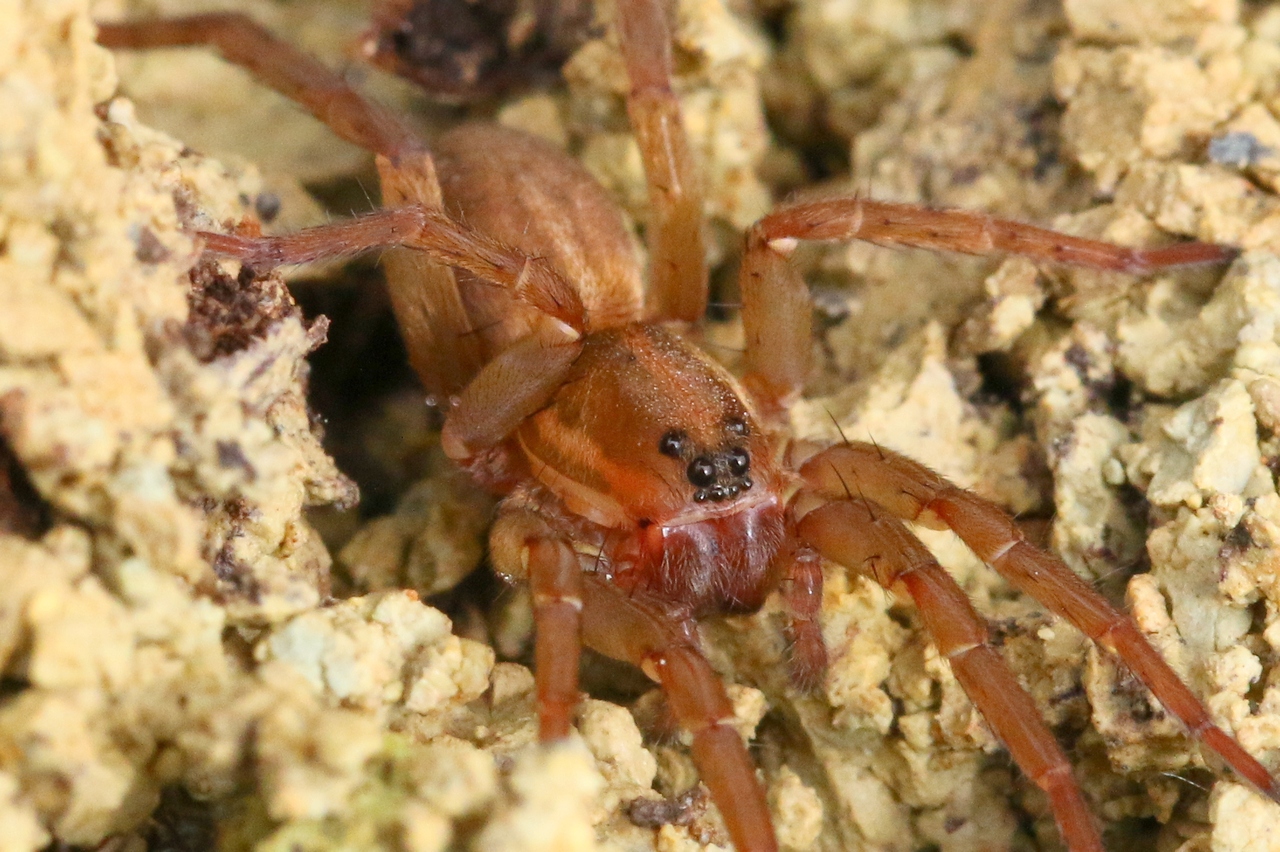 Trochosa robusta (Simon, 1876) - Trochose robuste (femelle)