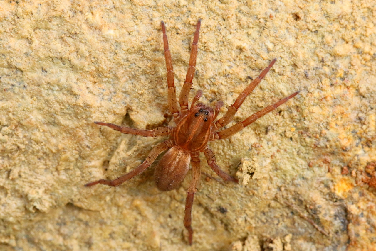 Trochosa robusta (Simon, 1876) - Trochose robuste (femelle)