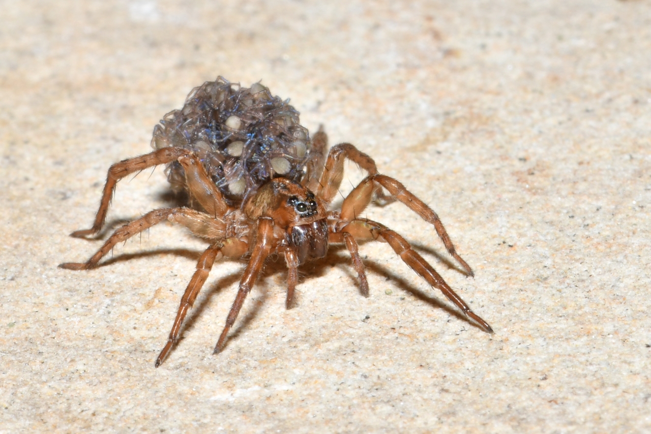 Trochosa sp (femelle et ses petits)