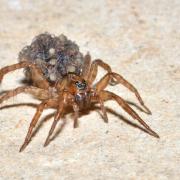 Trochosa sp (femelle et ses petits)