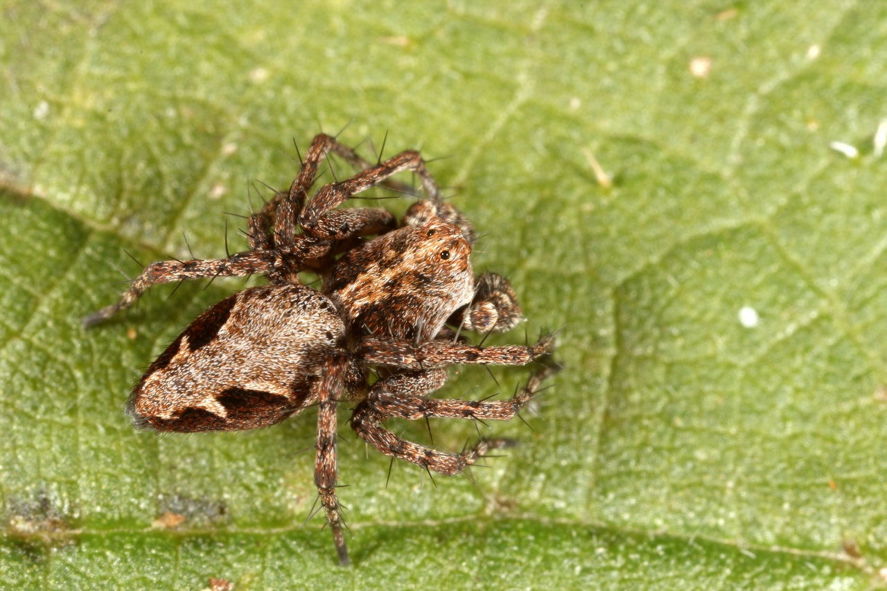 Oxyopes ramosus (Martini & Goeze, 1778) - Araignée-Lynx (mâle)