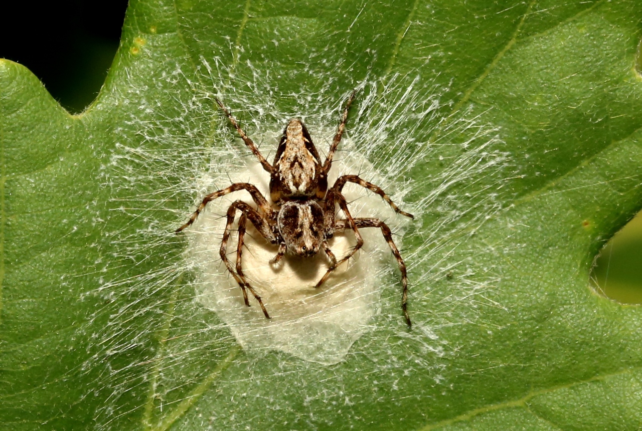 Oxyopes ramosus (Martini & Goeze, 1778) - Araignée-Lynx (femelle sur son cocon)