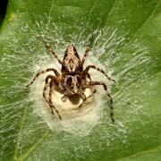 Oxyopes ramosus (Martini & Goeze, 1778) - Araignée-Lynx (femelle sur son cocon)