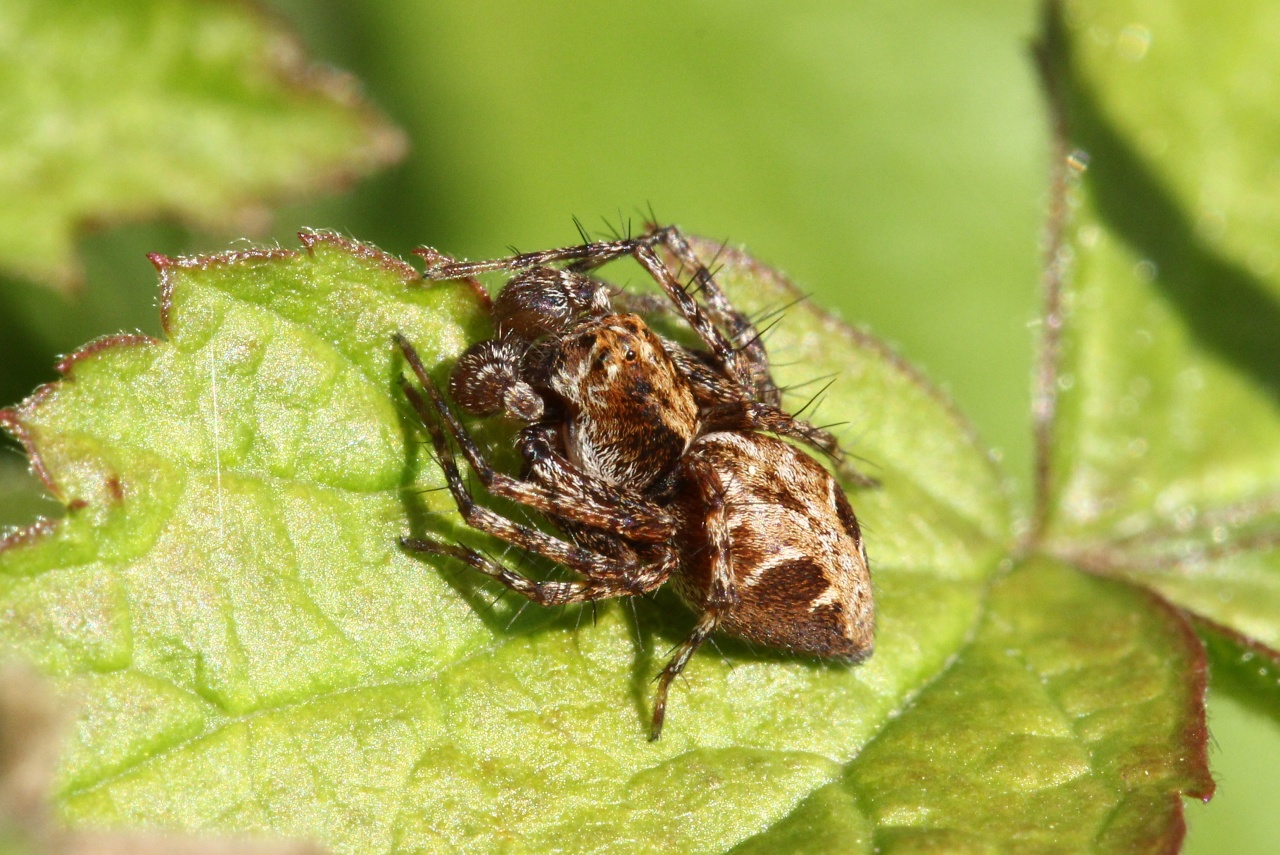 Oxyopes ramosus (Martini & Goeze, 1778) - Araignée-Lynx (mâle)