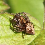 Oxyopes ramosus (Martini & Goeze, 1778) - Araignée-Lynx (mâle)