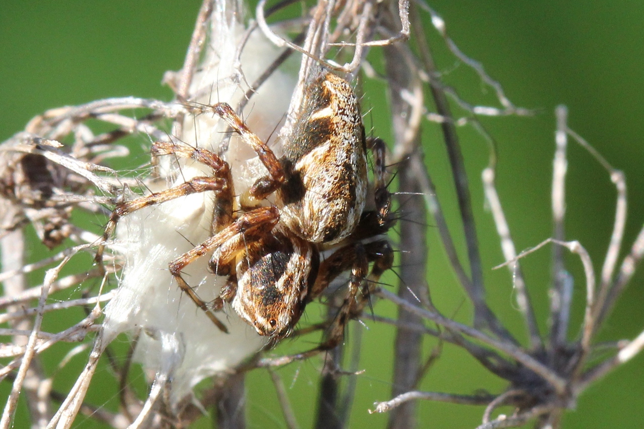 Oxyopes ramosus (Martini & Goeze, 1778) - Araignée-Lynx (femelle sur son cocon) 