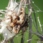 Oxyopes ramosus (Martini & Goeze, 1778) - Araignée-Lynx (femelle sur son cocon) 