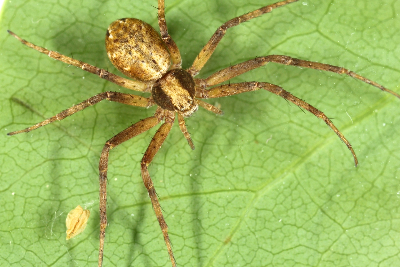 Philodromus aureolus (Clerck, 1758) - Philodrome doré (femelle)