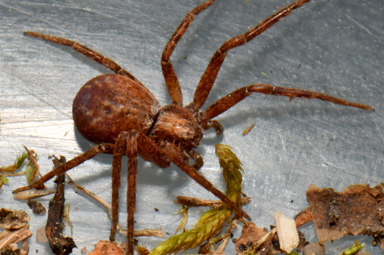 Philodromus aureolus (Clerck, 1758) - Philodrome doré (femelle)