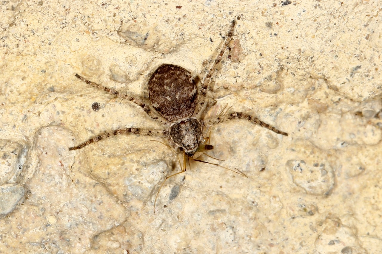 Philodromus buxi Simon, 1884