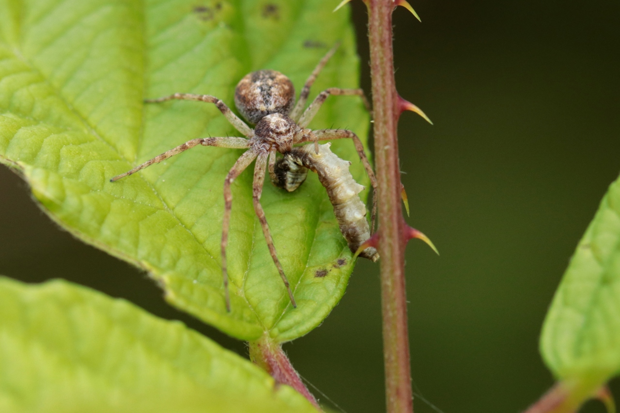 Philodromus cespitum (Walckenaer, 1802) - Philodrome engazonné (femelle)