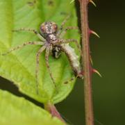 Philodromus cespitum (Walckenaer, 1802) - Philodrome engazonné (femelle)