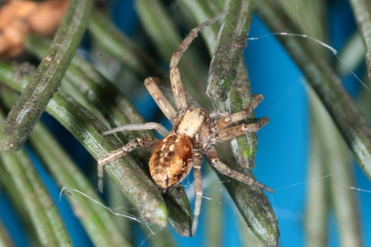 Philodromus collinus C.L. Koch, 1835