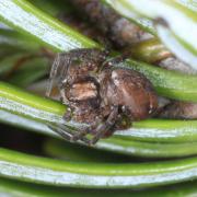 Philodromus collinus C. L. Koch, 1835