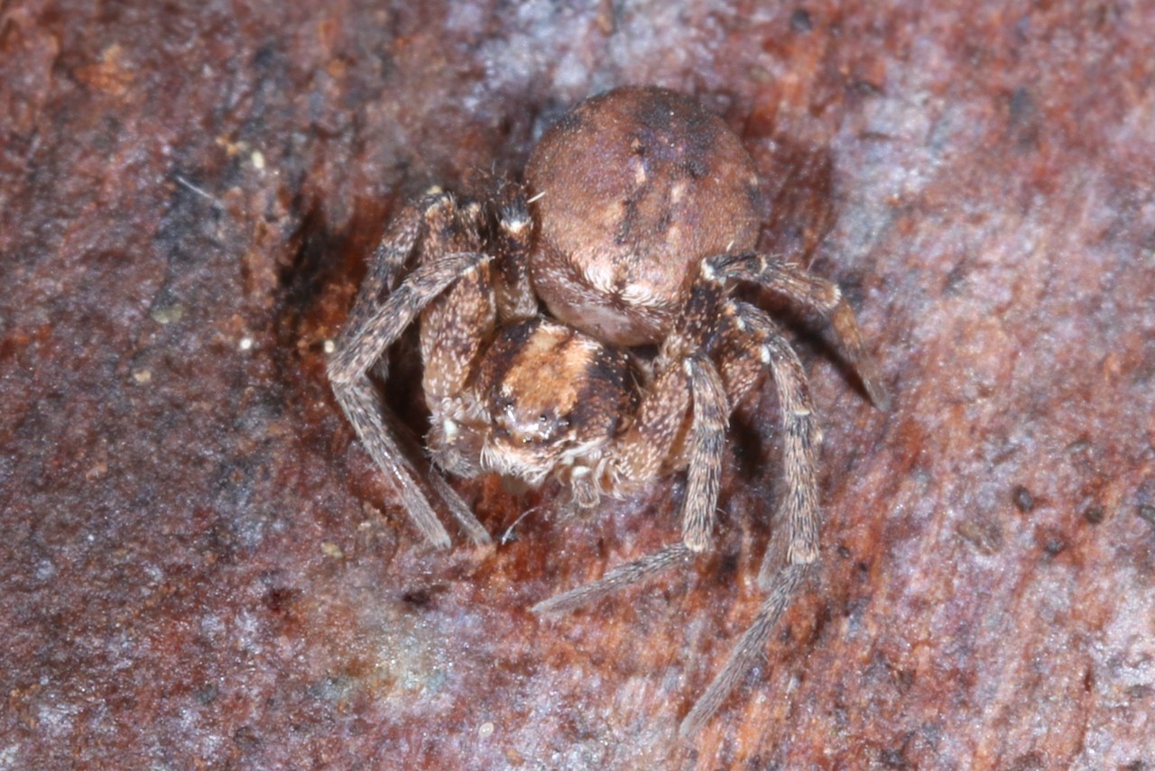 Philodromus collinus C. L. Koch, 1835