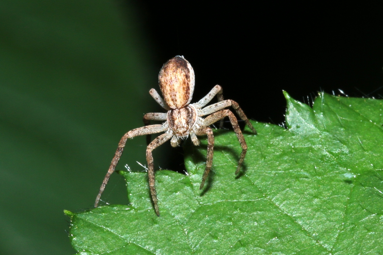 Philodromus dispar Walckenaer, 1826 - Philodrome disparate (femelle)