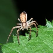 Philodromus dispar Walckenaer, 1826 - Philodrome disparate (femelle)