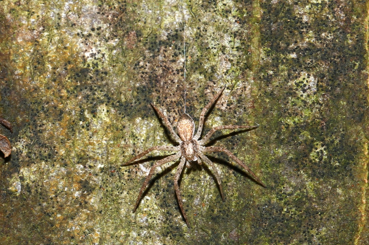 Philodromus dispar Walckenaer, 1826 - Philodrome disparate (femelle)