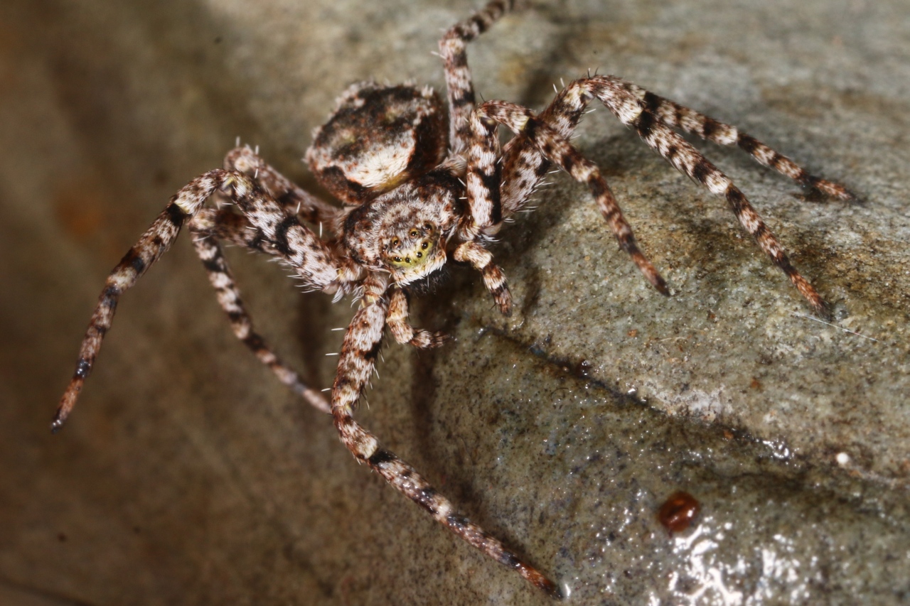 Philodromus margaritatus (Clerck, 1758) - Philodrome tigré