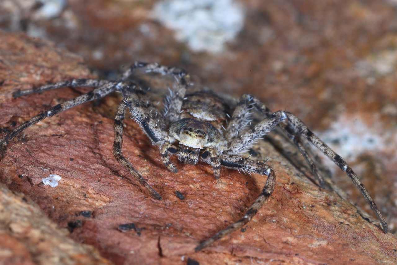 Philodromus margaritatus (Clerck, 1758) - Philodrome tigré (femelle)