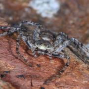 Philodromus margaritatus (Clerck, 1758) - Philodrome tigré (femelle)