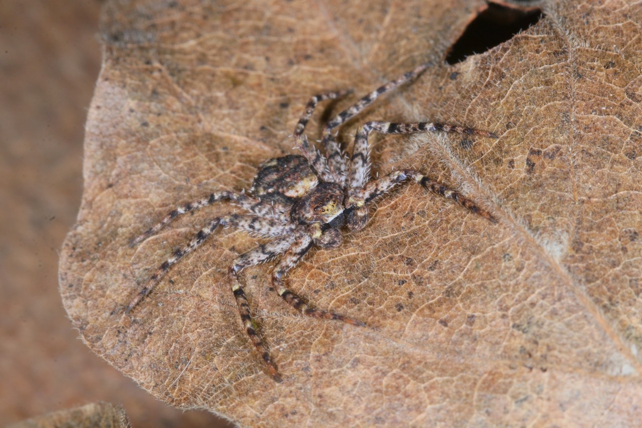 Philodromus poecilus (Thorell, 1872)