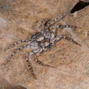 Philodromus poecilus (Thorell, 1872)