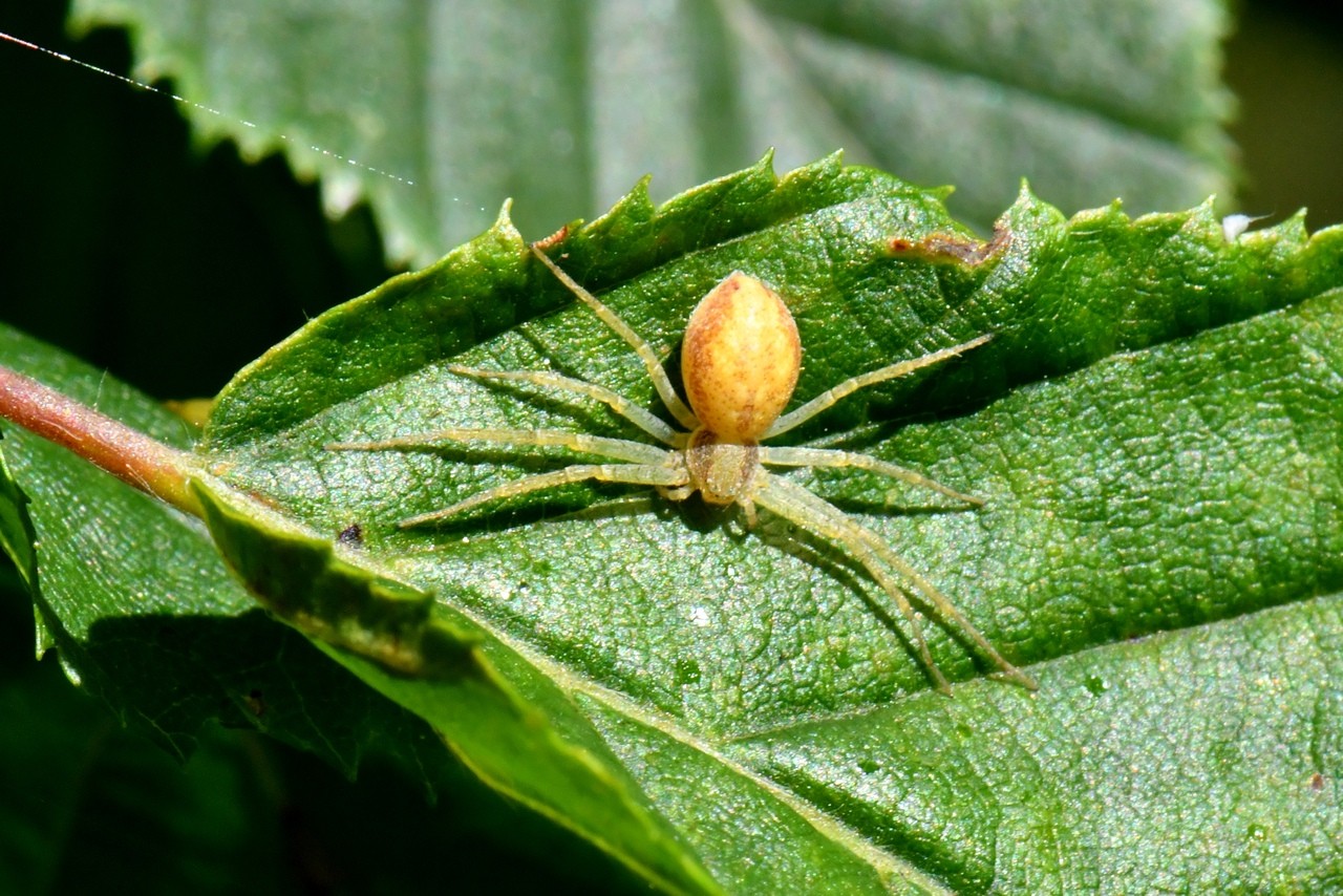 Philodromus rufus Walckenaer, 1826 - Philodrome roux (femelle)