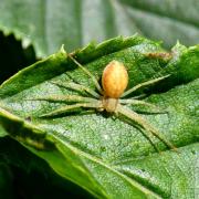 Philodromus rufus Walckenaer, 1826 - Philodrome roux (femelle)