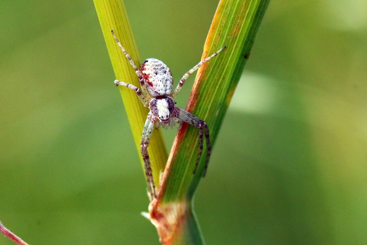 Philodromus cespitum (Walckenaer, 1802) - Philodrome engazonné