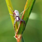 Philodromus cespitum (Walckenaer, 1802) - Philodrome engazonné