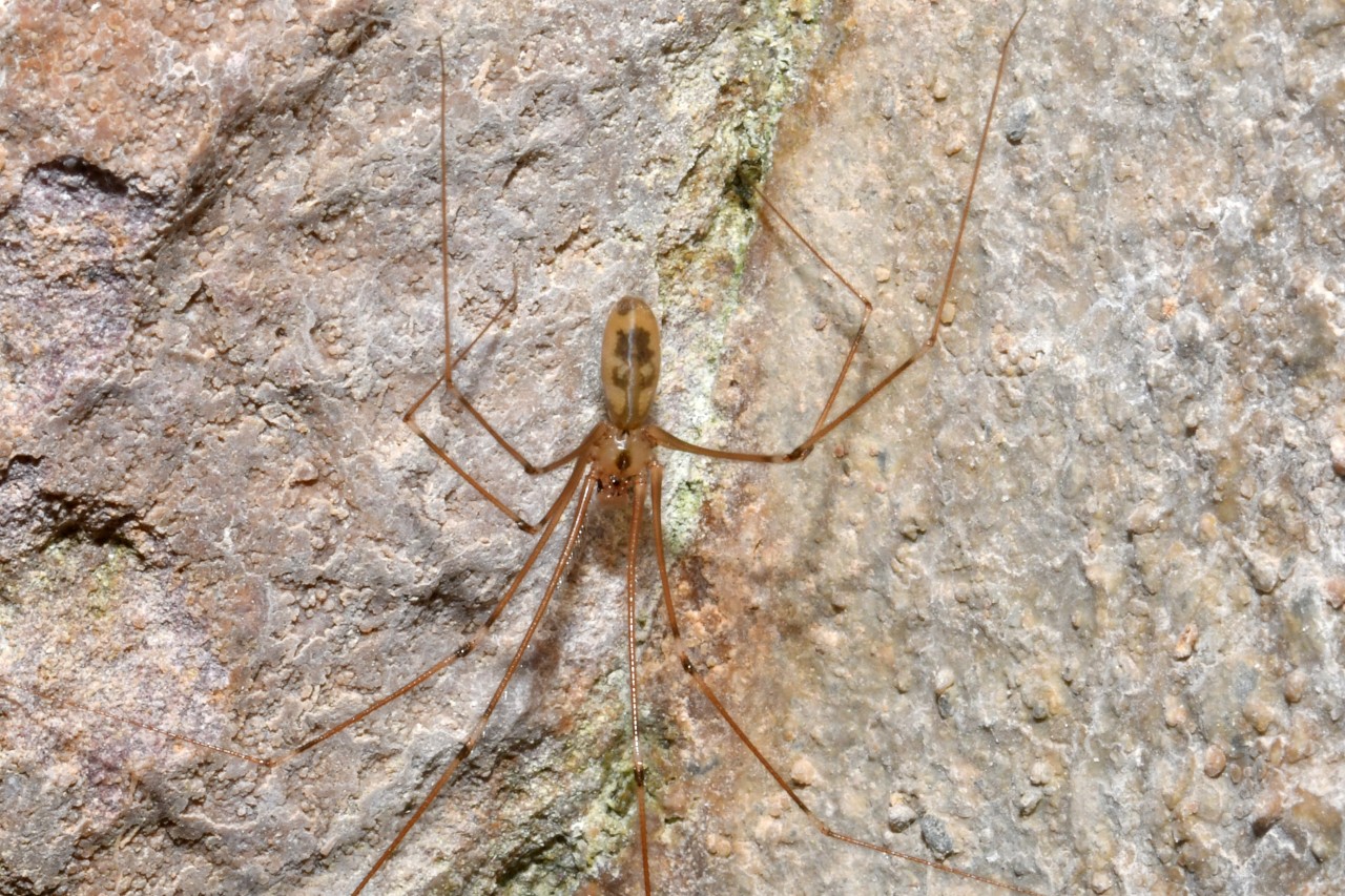 Pholcus phalangioides (Fuessly, 1775) - Pholque phalangiste