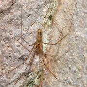 Pholcus phalangioides (Fuessly, 1775) - Pholque phalangiste