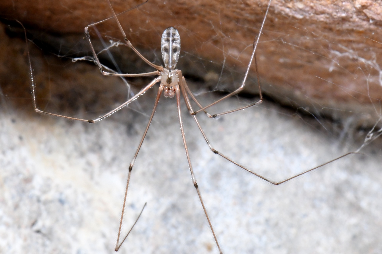 Pholcus phalangioides (Fuessly, 1775) - Pholque phalangiste