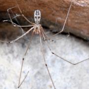 Pholcus phalangioides (Fuessly, 1775) - Pholque phalangiste