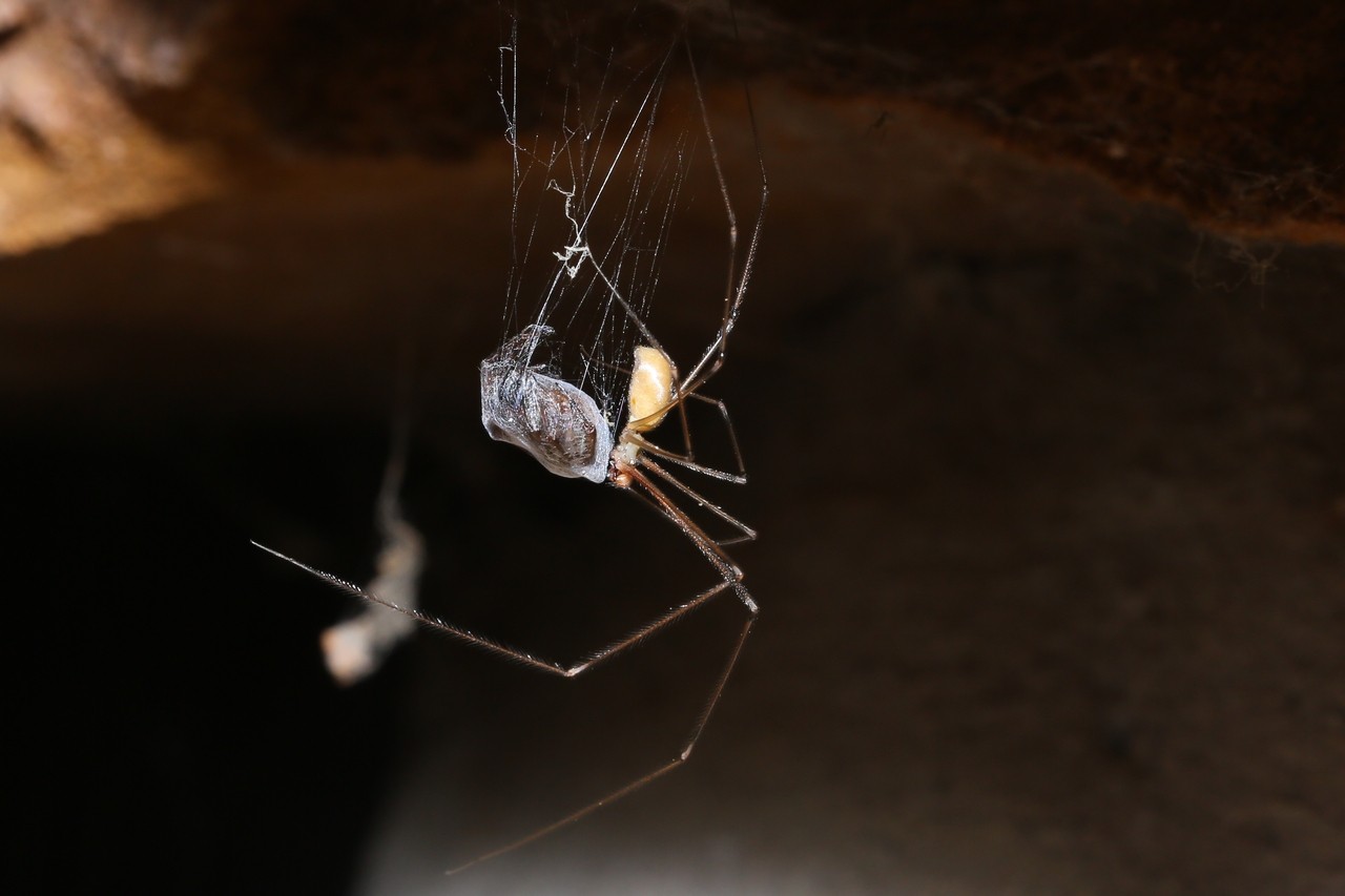 Pholcus phalangioides (Fuessly, 1775) - Pholque phalangiste