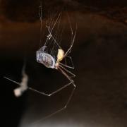 Pholcus phalangioides (Fuessly, 1775) - Pholque phalangiste