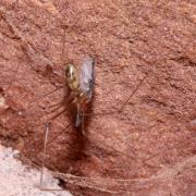 Pholcus phalangioides (Fuessly, 1775) - Pholque phalangiste