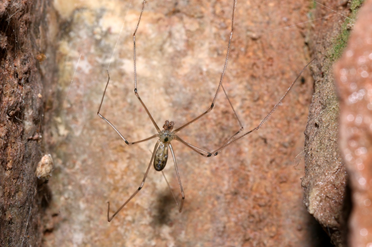 Pholcus phalangioides (Fuessly, 1775) - Pholque phalangiste (mâle)