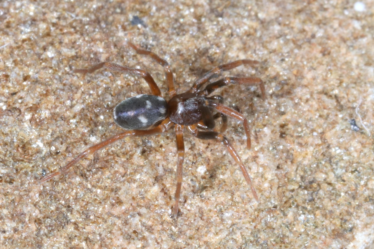 Phrurolithus festivus (C.L. Koch, 1835) - Phrurolithus drôle (femelle)