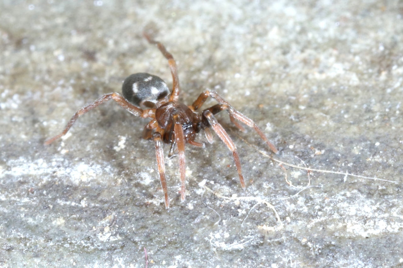 Phrurolithus festivus (C.L. Koch, 1835) - Phrurolithus drôle (femelle)