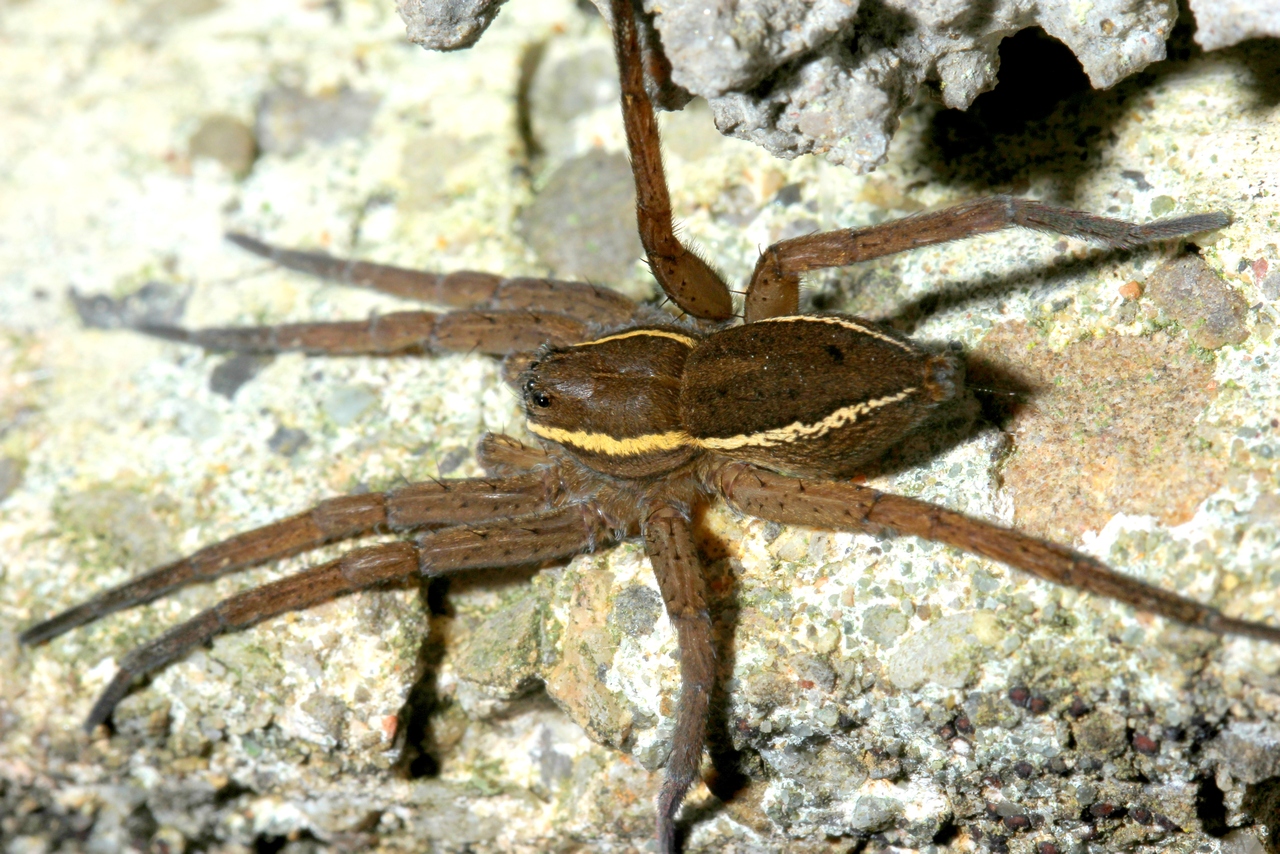 Dolomedes fimbriatus (Clerck, 1758) - Dolomède des marais