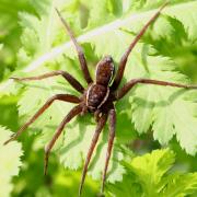 Dolomedes fimbriatus (Clerck, 1758) - Dolomède des marais (femelle)