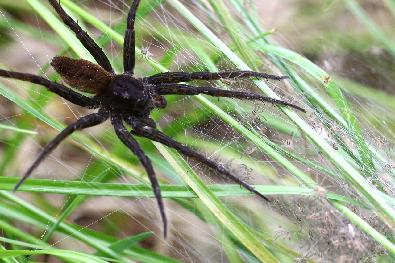 Dolomedes plantarius (Clerck, 1758) (femelle) - Classée vulnérable par l'UICN