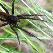 Dolomedes plantarius (Clerck, 1758) (femelle) - Classée vulnérable par l'UICN