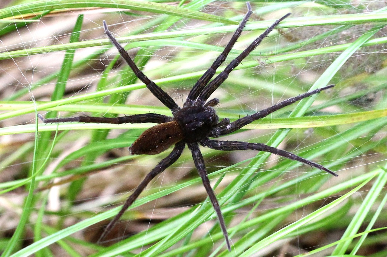 Dolomedes plantarius (Clerck, 1758) (femelle) - Classée vulnérable par l'UICN