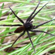 Dolomedes plantarius (Clerck, 1758) (femelle) - Classée vulnérable par l'UICN