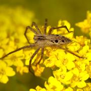 Pisaura mirabilis (Clerck, 1758) - Pisaure admirable (femelle)